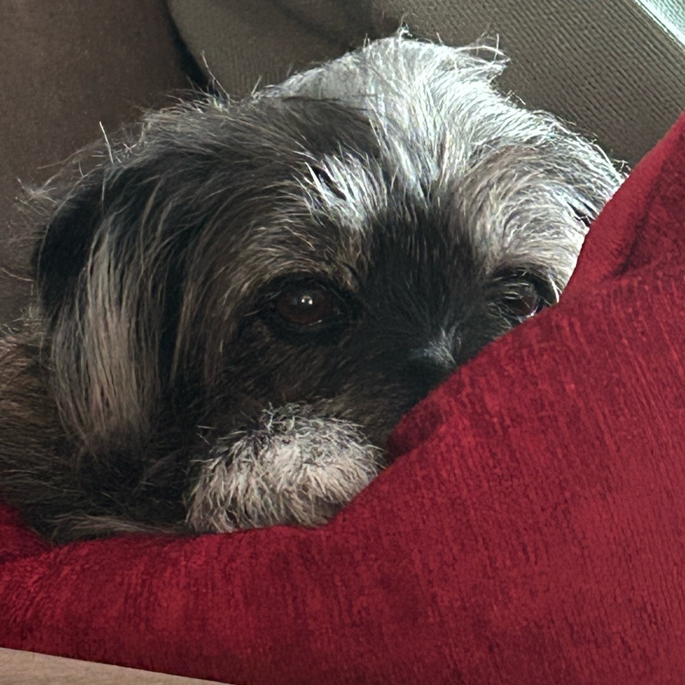 Meet your Posher, Penny